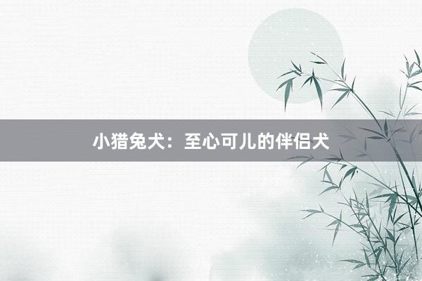 小猎兔犬：至心可儿的伴侣犬